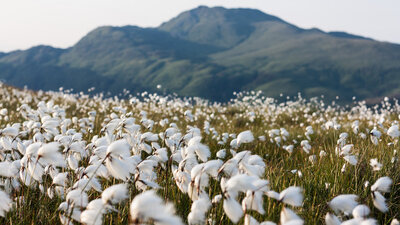 Meadow of white-tipped grasses overlooking Ben Lomond.